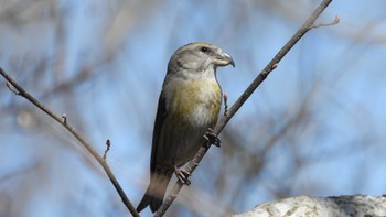 Red Crossbill Unknown Spots Unknown Date