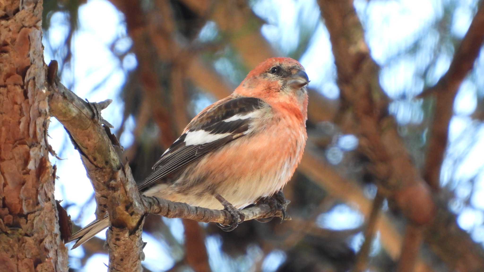 Photo of Two-barred Crossbill at  by 緑の風