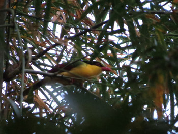 インドシナヘキサン Cat Tien National Park Mon, 2/29/2016