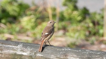 Daurian Redstart 桜沼公園(青森県五戸町) Sat, 4/13/2024