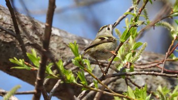 キクイタダキ おいらせ町いちょう公園(青森県おいらせ町) 2024年4月13日(土)