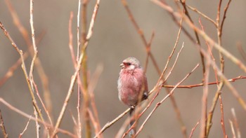 2024年3月30日(土) 桜沼公園(青森県五戸町)の野鳥観察記録