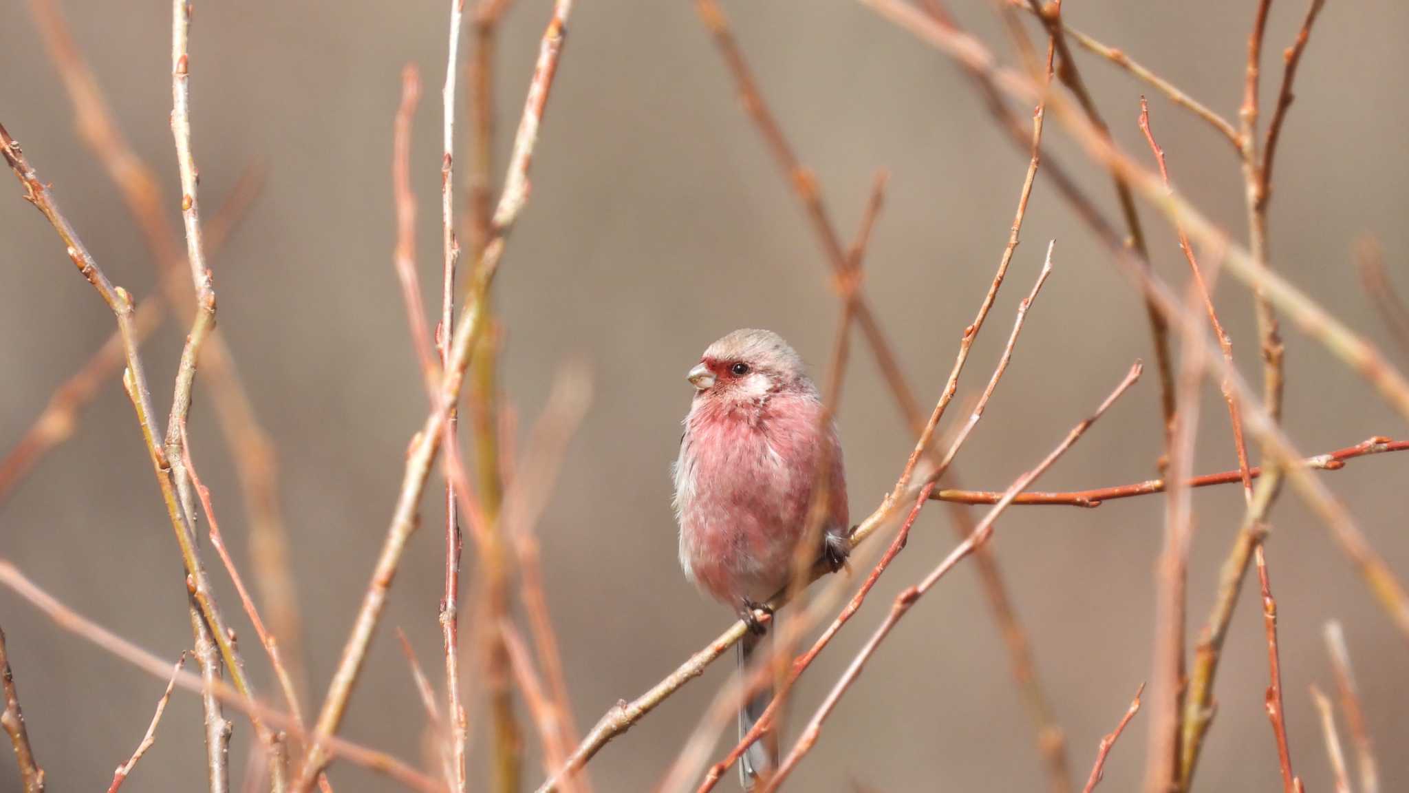 Photo of Siberian Long-tailed Rosefinch at 桜沼公園(青森県五戸町) by 緑の風