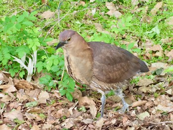 Japanese Night Heron Ukima Park Sun, 4/21/2024