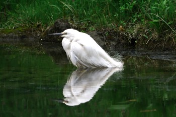 Sun, 4/21/2024 Birding report at ギャザリアビオガーデン　フジクラ木場千年の森