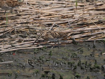 タシギ 東京港野鳥公園 2024年4月20日(土)