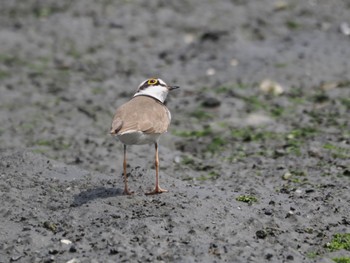 コチドリ 東京港野鳥公園 2024年4月20日(土)