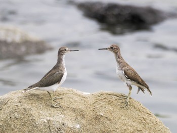 Common Sandpiper Tokyo Port Wild Bird Park Sat, 4/20/2024