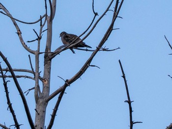 Oriental Turtle Dove 平和みなみ緑地(札幌市西区) Sun, 4/21/2024