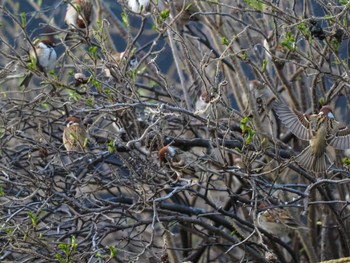 Eurasian Tree Sparrow 福井ふたば公園(札幌市西区) Sun, 4/21/2024