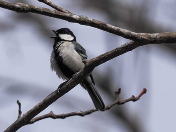 Japanese Tit 滝野すずらん丘陵公園(北海道) Sun, 4/21/2024