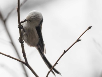 シマエナガ 滝野すずらん丘陵公園(北海道) 2024年4月21日(日)