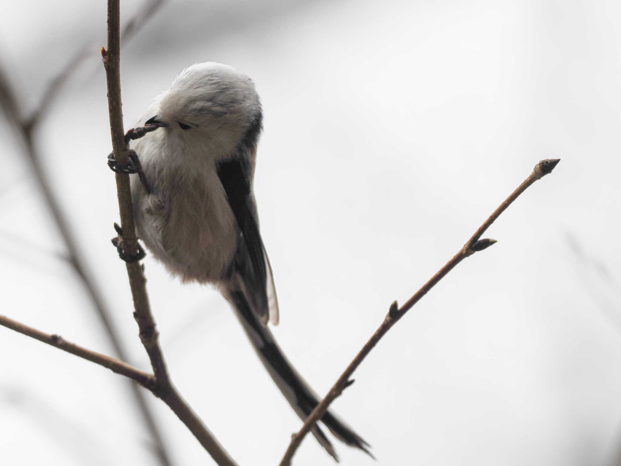 Long-tailed tit(japonicus)