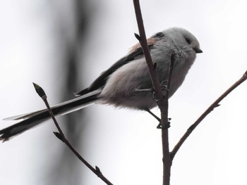 Long-tailed tit(japonicus) 滝野すずらん丘陵公園(北海道) Sun, 4/21/2024