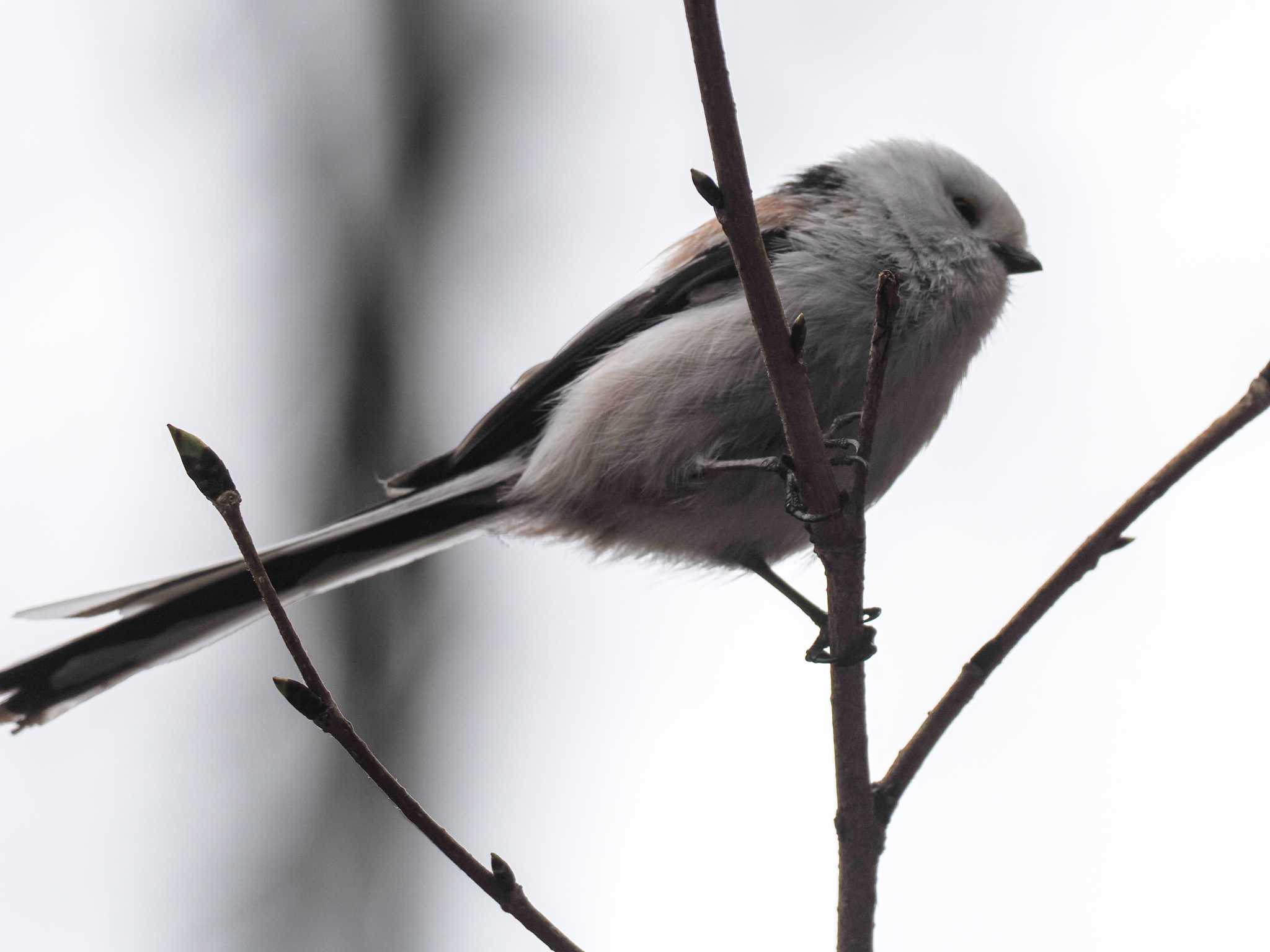 Long-tailed tit(japonicus)