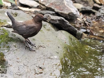 カワガラス 滝野すずらん丘陵公園(北海道) 2024年4月21日(日)