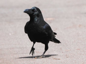 Large-billed Crow 滝野すずらん丘陵公園(北海道) Sun, 4/21/2024