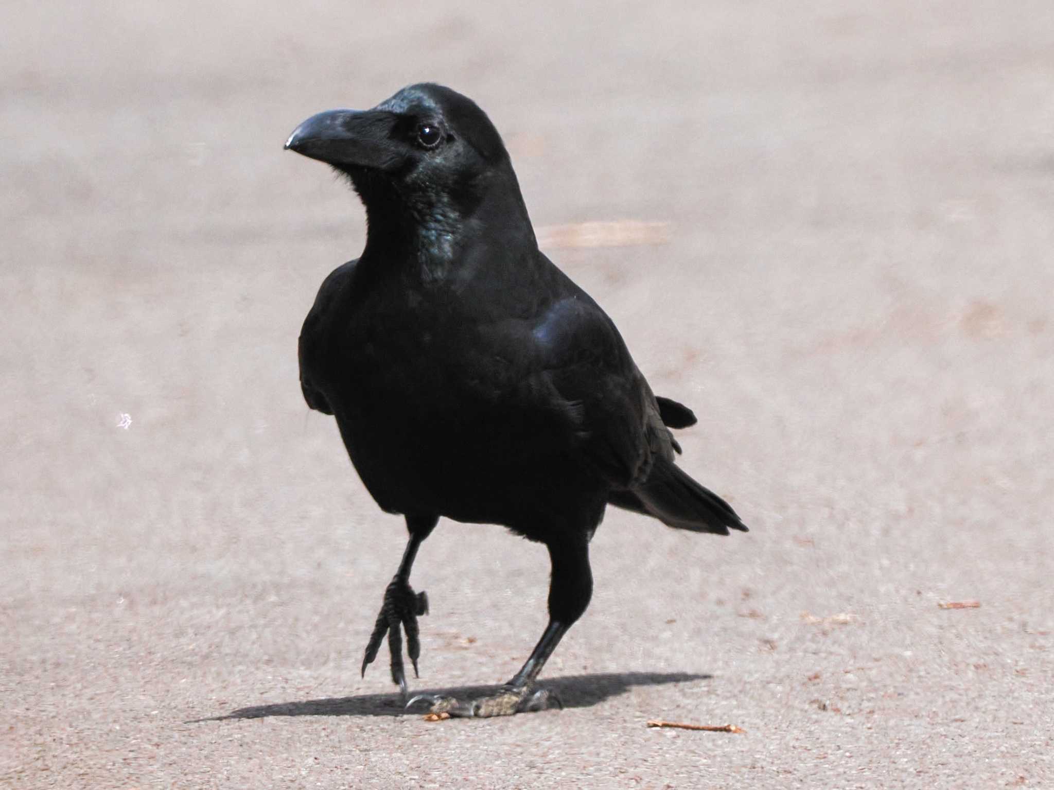 Photo of Large-billed Crow at 滝野すずらん丘陵公園(北海道) by 98_Ark (98ｱｰｸ)