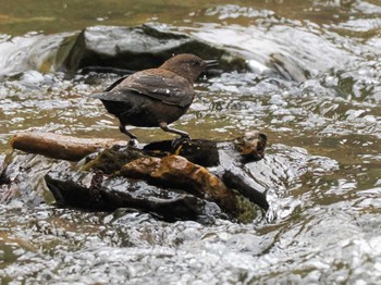 Brown Dipper 滝野すずらん丘陵公園(北海道) Sun, 4/21/2024