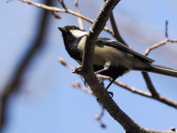 シジュウカラ 滝野すずらん丘陵公園(北海道) 2024年4月21日(日)