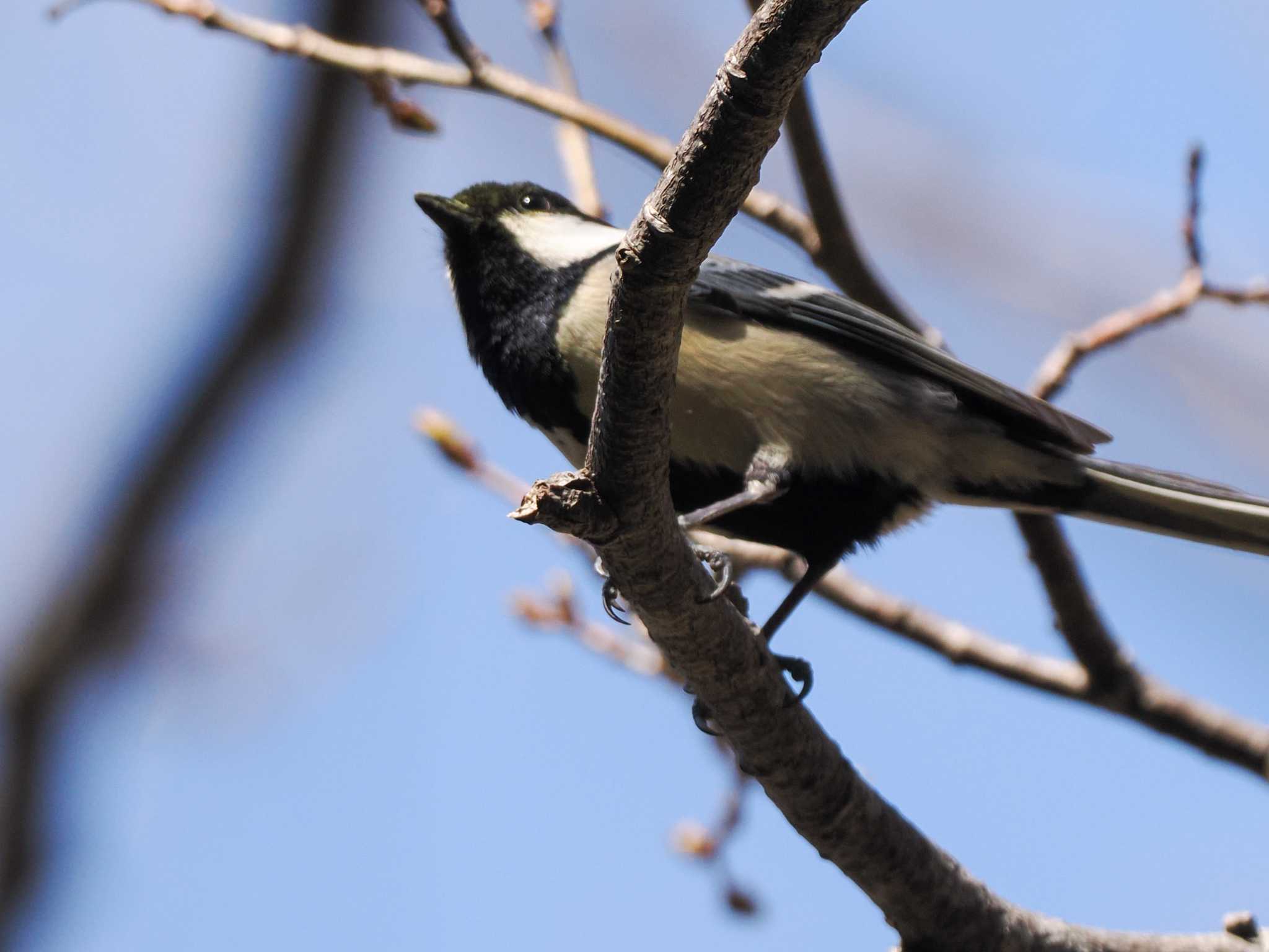 Photo of Japanese Tit at 滝野すずらん丘陵公園(北海道) by 98_Ark (98ｱｰｸ)