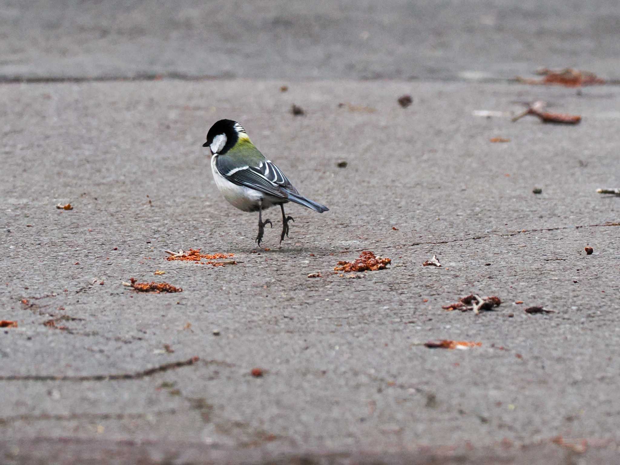 Japanese Tit