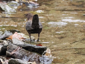 Brown Dipper 滝野すずらん丘陵公園(北海道) Sun, 4/21/2024