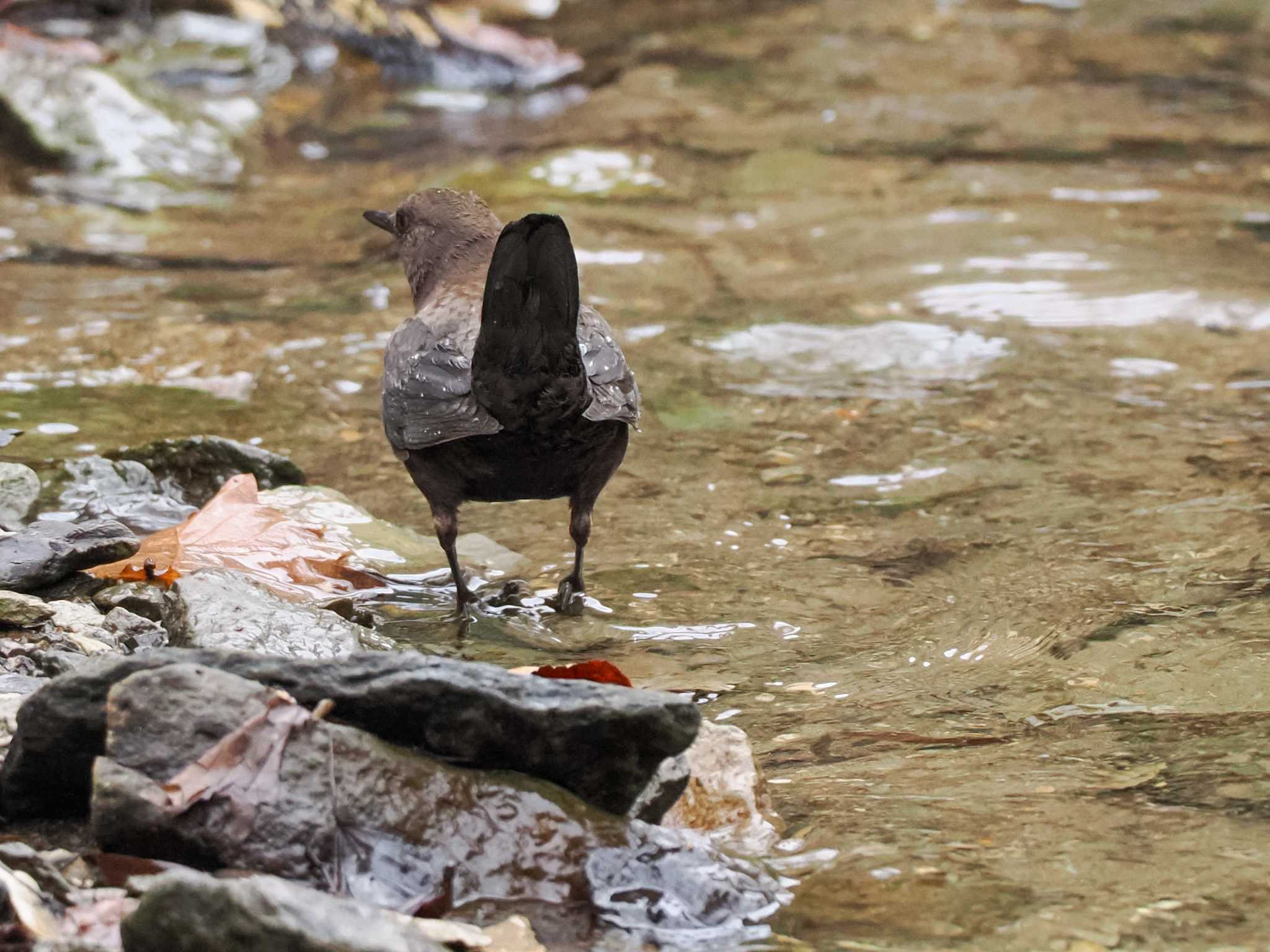 滝野すずらん丘陵公園(北海道) カワガラスの写真 by 98_Ark (98ｱｰｸ)