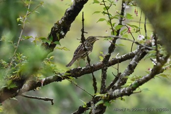 Masked Bunting 御胎内清宏園 Sun, 4/21/2024