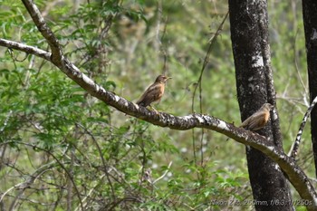 Brown-headed Thrush 御胎内清宏園 Sun, 4/21/2024