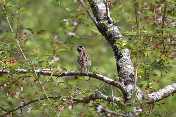 Meadow Bunting 御胎内清宏園 Sun, 4/21/2024