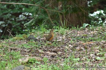 Brown-headed Thrush 御胎内清宏園 Sun, 4/21/2024