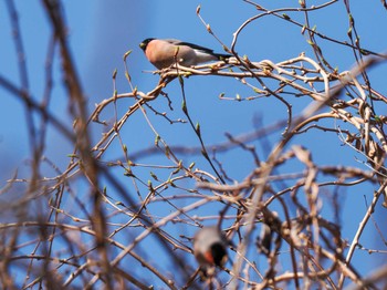 Eurasian Bullfinch 滝野すずらん丘陵公園(北海道) Sun, 4/21/2024