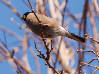 ウソ 滝野すずらん丘陵公園(北海道) 2024年4月21日(日)