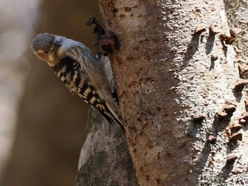 Japanese Pygmy Woodpecker(seebohmi) 滝野すずらん丘陵公園(北海道) Sun, 4/21/2024