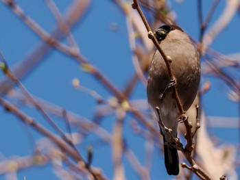 Sun, 4/21/2024 Birding report at 滝野すずらん丘陵公園(北海道)