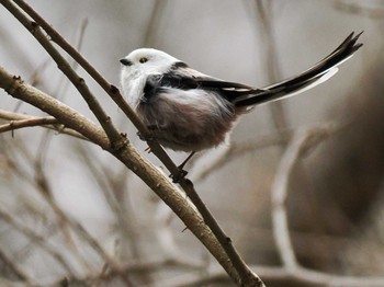 Long-tailed tit(japonicus) 滝野すずらん丘陵公園(北海道) Sun, 4/21/2024