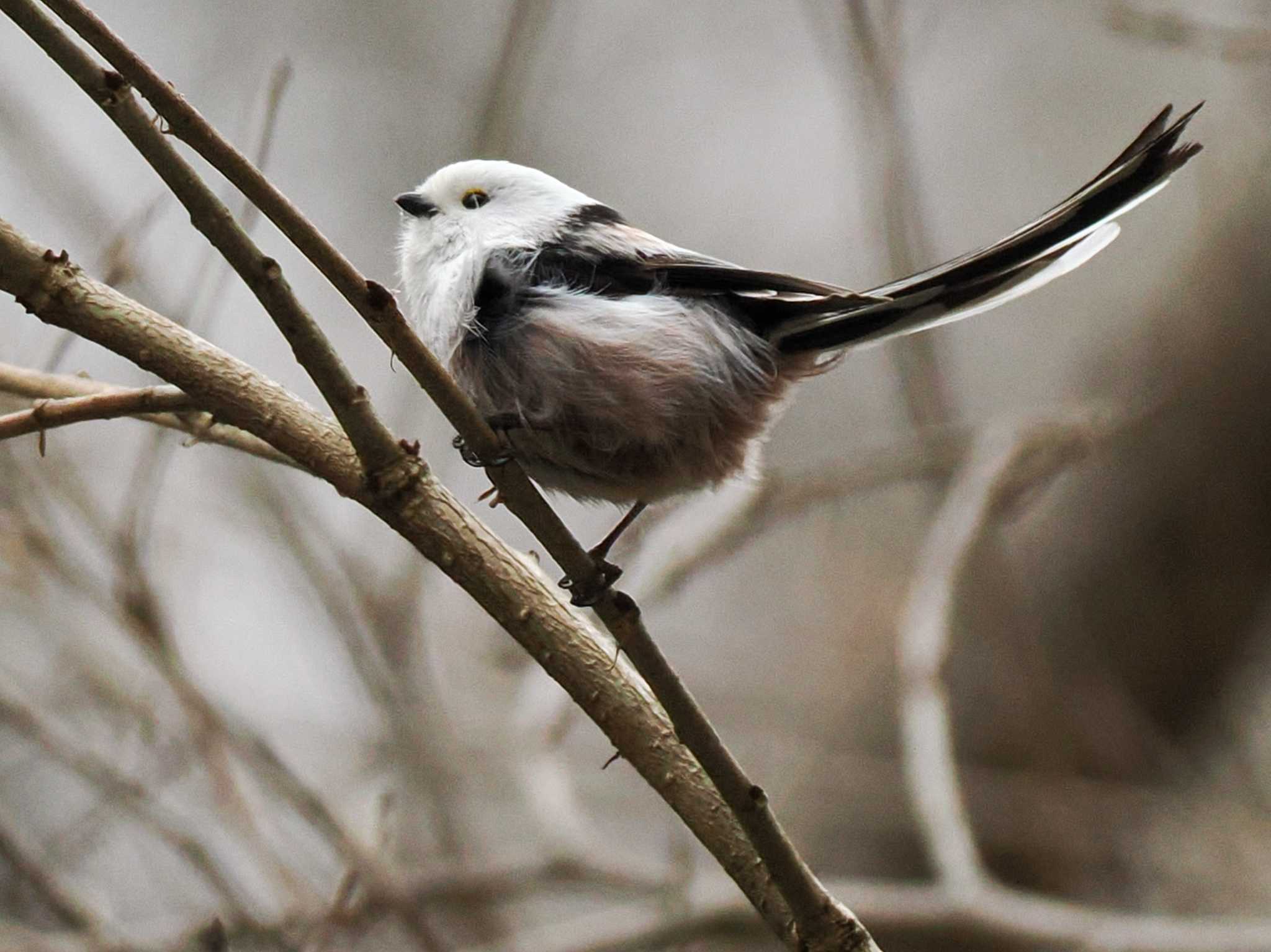 Long-tailed tit(japonicus)