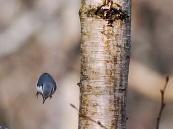 Eurasian Nuthatch(asiatica) 滝野すずらん丘陵公園(北海道) Sun, 4/21/2024