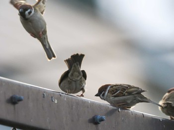 Eurasian Tree Sparrow 福井ふたば公園(札幌市西区) Sun, 4/21/2024