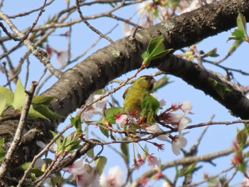 Eurasian Siskin 自宅近辺 Wed, 4/17/2024