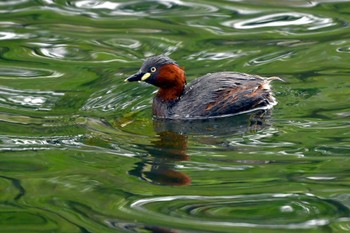 Little Grebe 大池公園 Sun, 4/21/2024