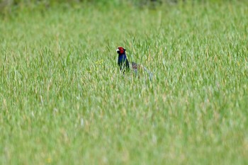 Green Pheasant 東海市 Sun, 4/21/2024