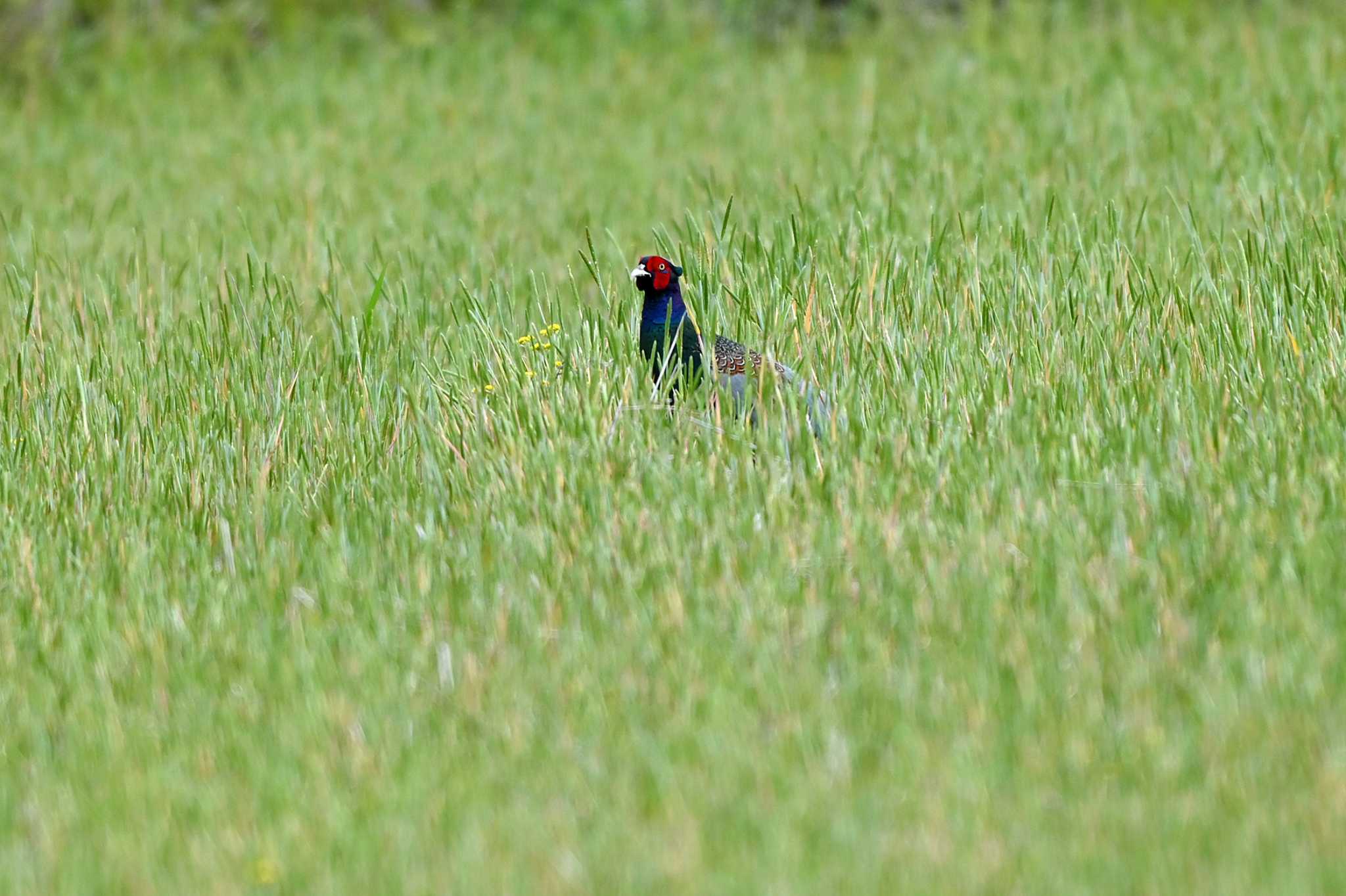 Photo of Green Pheasant at 東海市 by ポッちゃんのパパ