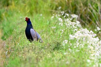 Green Pheasant 東海市 Sun, 4/21/2024