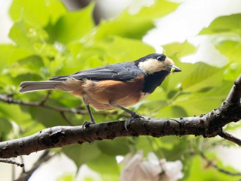 Varied Tit 高崎自然の森 Sun, 4/21/2024