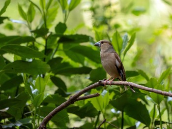 Hawfinch 高崎自然の森 Sun, 4/21/2024