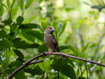 Hawfinch 高崎自然の森 Sun, 4/21/2024