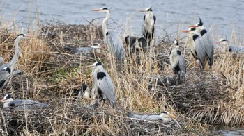 Grey Heron 長野県南佐久 Sun, 4/21/2024