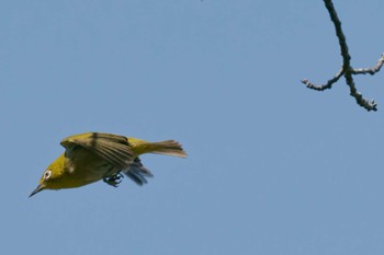 Warbling White-eye 京都府 Sat, 4/20/2024